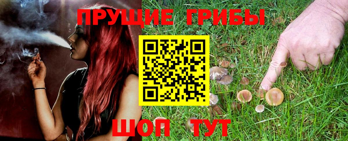 Псилоцибиновые грибы GOLDEN TEACHER Электросталь